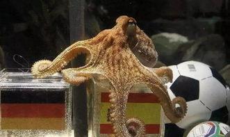 网红为红表演章鱼吸乳,网红新潮流引发网友热议